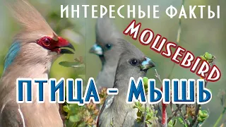 Птицы - мыши. Интересные факты. Mousebird. #nature #bird #птицы