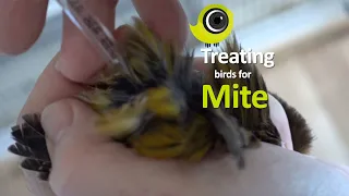 How to treat birds for mite - prevention and cure!