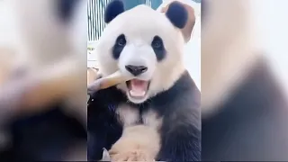 Ничего лишнего, просто панда ест бамбук!