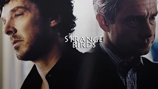 John & Sherlock | Strange birds