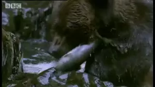 Cute Grizzly Bear cubs catching fish & swimming - BBC Animals