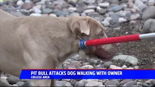 Pit Bull Attacks Dog Walking with Owner