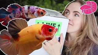 Red Head Betta Unboxing! And Step by Step Divided Tank Setup