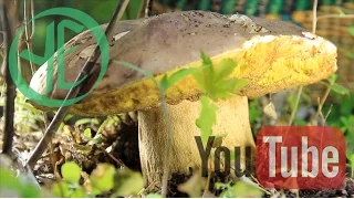 Spring Mushrooms / Morels and Spring Kings