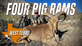 Four BIG Rams in Three Days! | Texas Aoudad Hunting