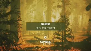 Sunrise Sequoia Forest | Very Relaxing Guitar Music & Nature | 30-min #natureasmr #sunriseeffect