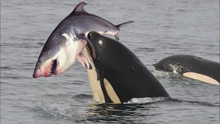 How Orcas Kill Great White Sharks | Killer Whale vs Great White