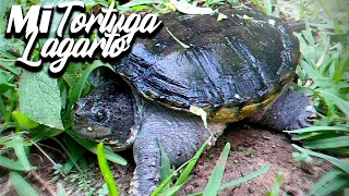 Mi Tortuga LAGARTO!!