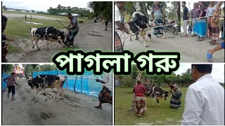 পাগলা গরু ২০২৩