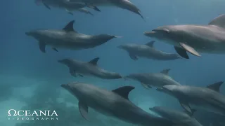 Freediving with dolphins - Shaab El Erg - Hurghada - Egypt