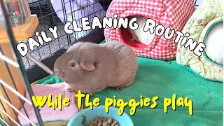 Behind the Scenes: A Peek into My Morning Cleanup Routine with Guinea Pigs!