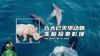 六大已灭绝动物生前的珍贵影像