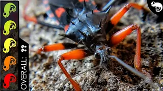 Horrid King Assassin Bug, The Best Pet Insect?