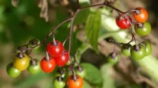 5 World's Most Poisonous Plants