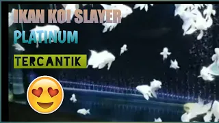 Ikan koi slayer platinum tercantik😍