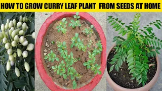 How To Grow Curry Leaf Plant From Seeds At Home/Grow Curry Patta From Seeds