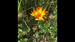 California spring flowers.