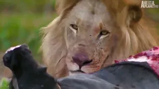 How Lions Hunt Africa's Most Dangerous Prey | Pride In Battle | Nat Geo
