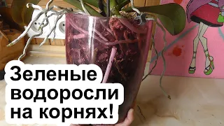 водоросли в горшке и на корнях орхидеи. признаки неправильного ухода за орхидеей