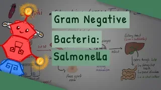 Gram Negative Bacteria: Salmonella