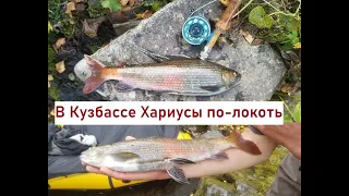 Рыбалка на Хариуса | Трофеи таёжных рек | Нахлыст | Flyfishing for Grayling in Siberia