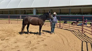 A Whole New Way to Work in the Round Pen