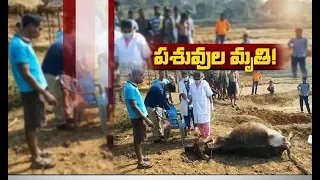 Jaikisan AP | 12th Mar'19 |  Animals death due to contaminated water in Vizag agency