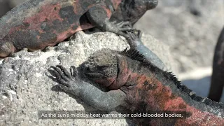 Behind the Lens - Close-up Moments with Marine Iguanas