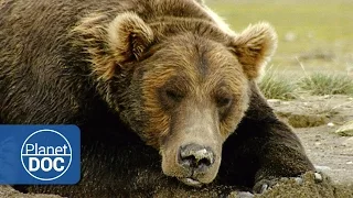 Osos Gigantes de Alaska | Documental Completo