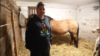 Second foal born at Ottawa's Mādahoki Farm, expanding herd of rare Ojibwe spirit horses