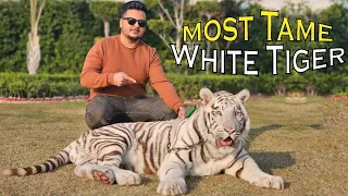 Meet with Most Tame White Tiger | Living With White Tiger | Nouman Hassan |