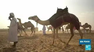 Sudán: el mercado de camellos de El Molih, uno de los más grandes de África