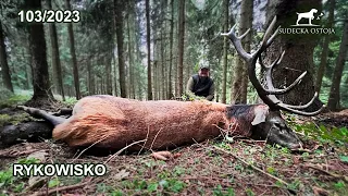 Stag RUT Hunting | 16 Pointer in Polish Forests