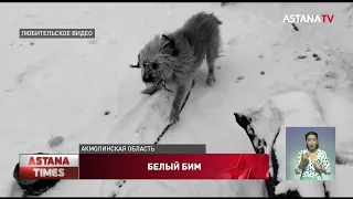 Акмолинец ворвался к соседям и насмерть зарезал собаку