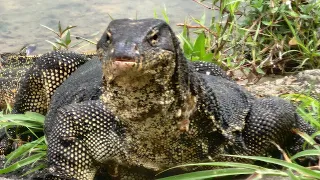 Malayan water monitor lizard 巨蜥, 五爪金龙, 四脚蛇 (Part 1)