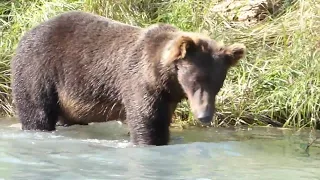 Brown Bears Crescent Lake, Alaska