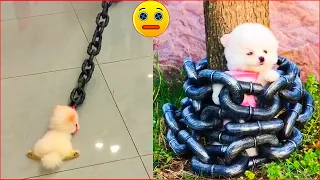 Tik Tok Chó Phốc Sóc Mini 😍 Funny and Cute Pomeranian #196