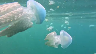 1st video of the blubber jellyfish fish in Cabadbaran City