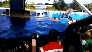 Loro Park Orca Show 2015