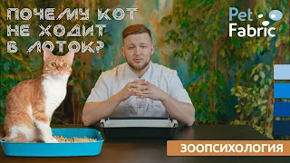 Почему кот НЕ ХОДИТ В ЛОТОК? Рассказали: как понять причину и ее устранить