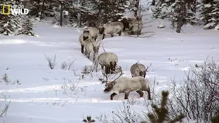 BBC I The phenomenon of snow in the wilderness I Wild Animals