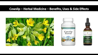 Cowslip   Herbal Medicine   Benefits, Uses & Side Effects