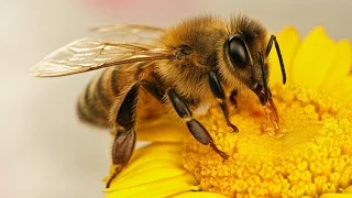 A vida doce, mas sem moleza - Quatro anos da vida de uma abelha