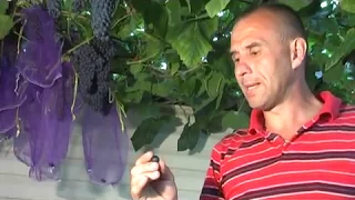 Виноград кишмиш Памяти Домбковской. Сезон 2017. (Grapes Memory Dombkovskoy seedless. Season 2017)