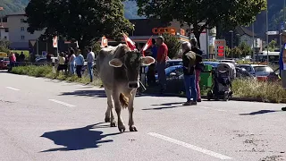 Grüscher Älpli  Alpabzug 2021