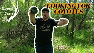 Putting out trail cams to find coyotes