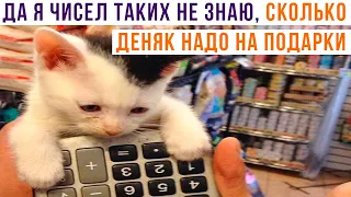 Я ТУТ ПОДСЧИТАЛ...))) Приколы с котами | Мемозг 917