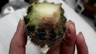 Как укоренить кактус/разрезать и укоренить кактус/посадка кактуса