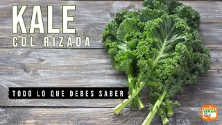 Kale o col rizada, TODO LO QUE DEBES SABER.