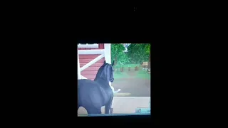 GMV star stable online - dark horse